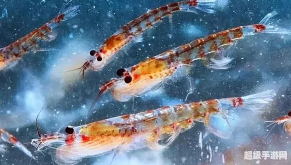 摩尔庄园磷虾
