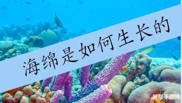 海洋里的海绵是植物还是动物