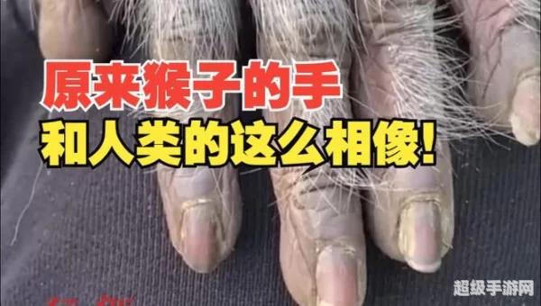 哪种动物拥有和人类相似的指纹