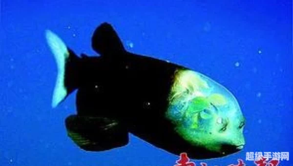 管眼鱼