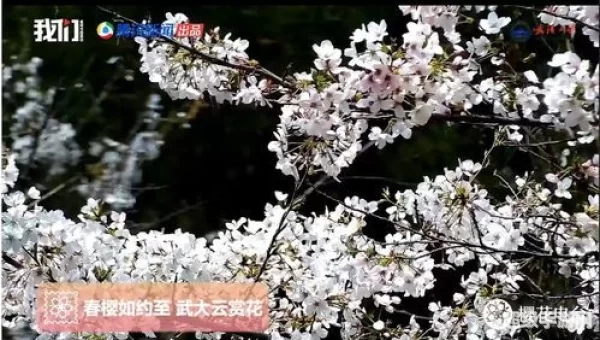 樱花视频樱花直播